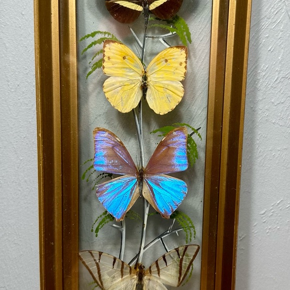 Framed Butterfly Shadowbox - Yellow, Blue, Brown Accents - Picture 2 of 9